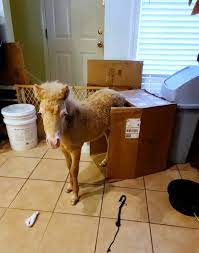 Baby Horse Moves Into Rescuers Kitchen And Becomes Tiny Bucking Bronco